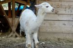La Ferme d'Autrefois