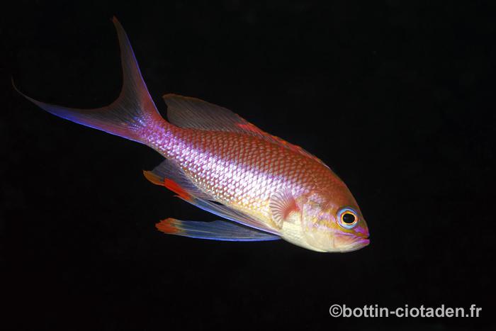 Anthias