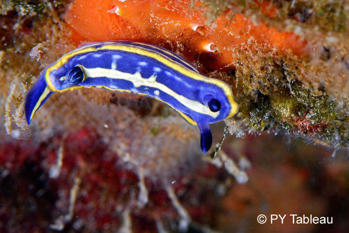 Hypselodoris tricolor