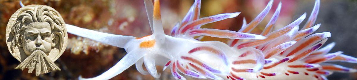 Nudibranches à La Ciotat