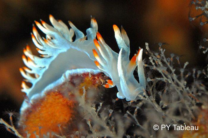 Flabellina babai