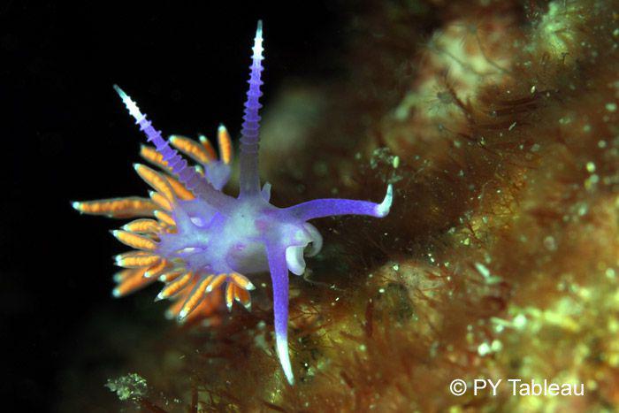 Flabellina ischitana