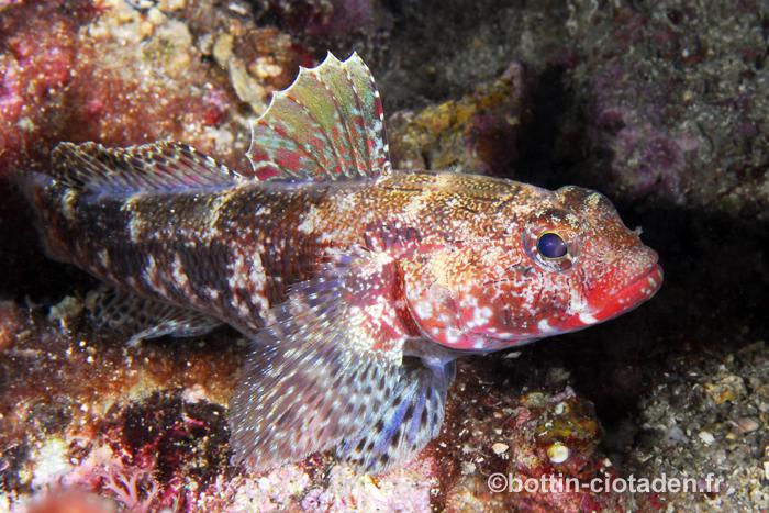 Gobius cruentatus