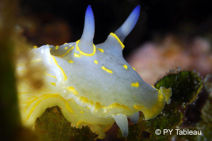 Hypselodoris picta picta ou elegans