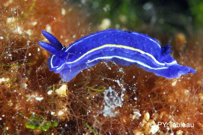 Hypselodoris orsinii