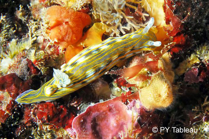 Hypselodoris villafranca