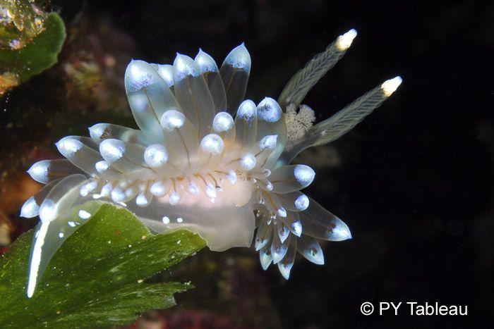 Janolus cristatus