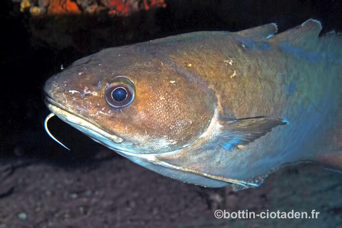 Phycis physis
