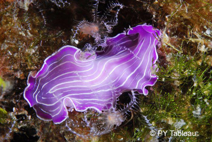 Prostheceraeus roseus