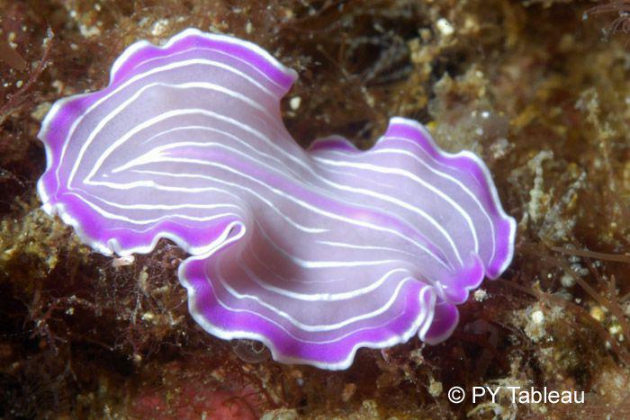 Prostheceraeus roseus