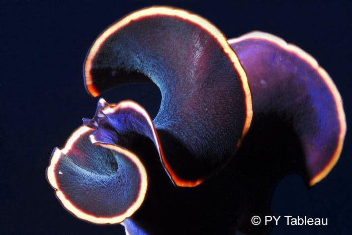 Pseudobiceros splendidus