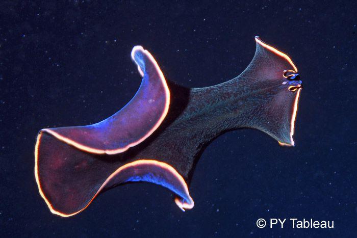 Pseudobiceros splendidus