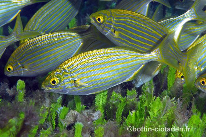 Sarpa salpa