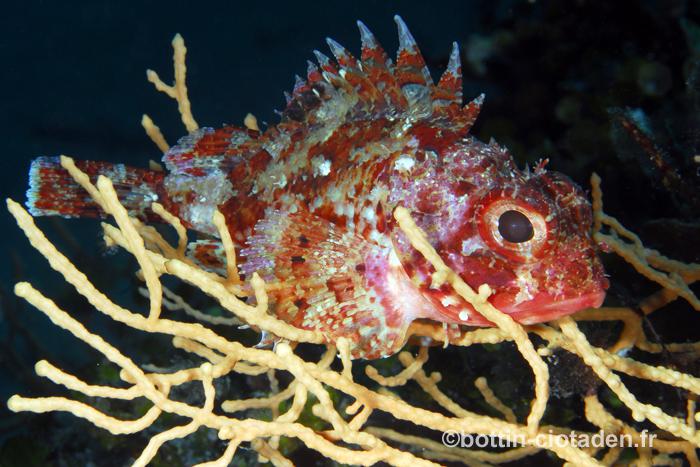Scorpaena notata