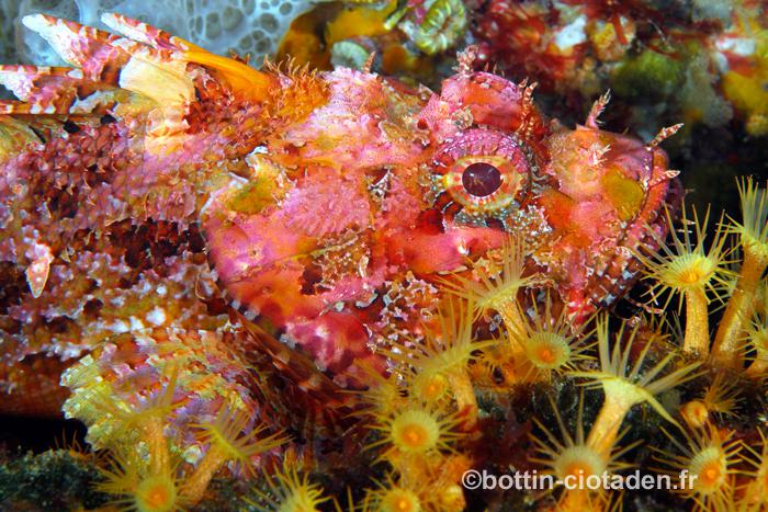 Scorpaena scrofa