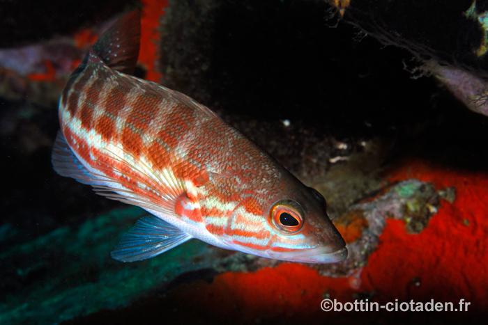 Serranus cabrilla