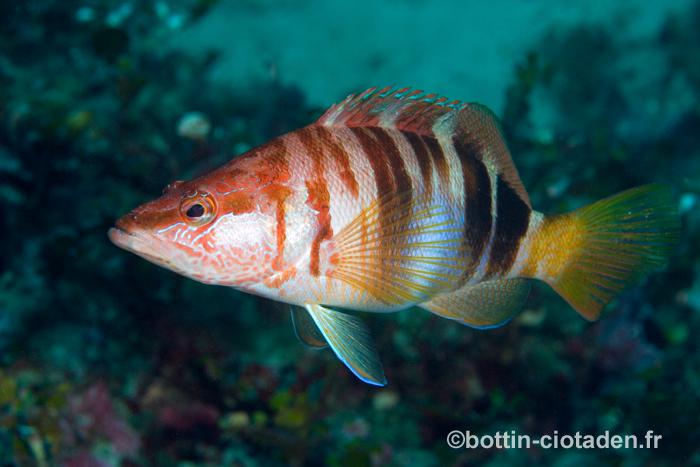 Serranus scriba