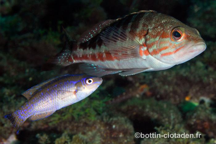 Symphodus melanocercus