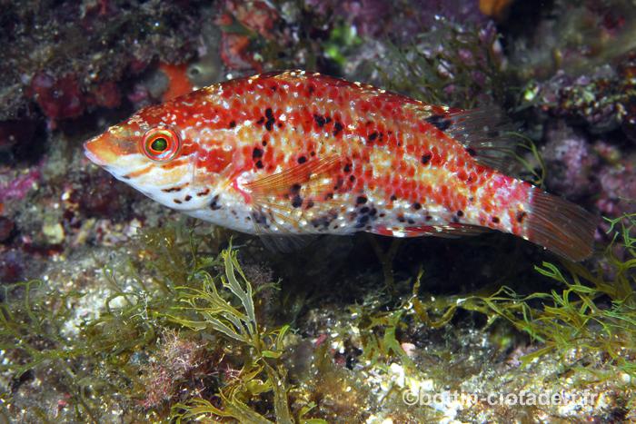 Symphodus roissali