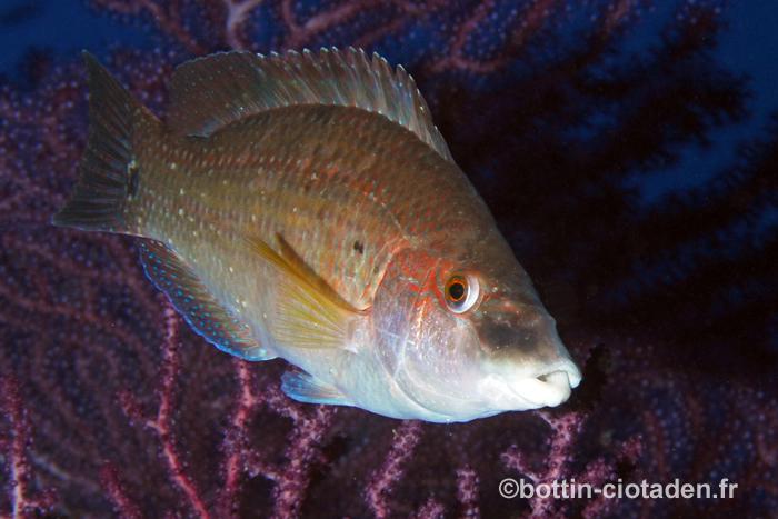 Symphodus tinca