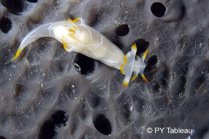Trapania lineata