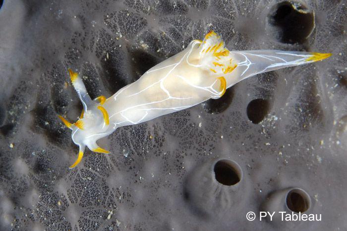 Trapania lineata