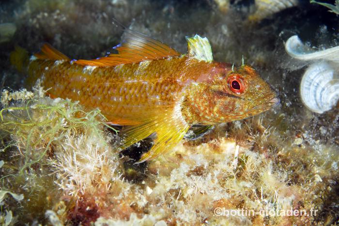 Tripterygion delaisi